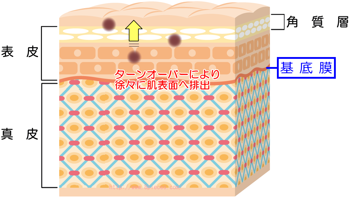 ターンオーバー