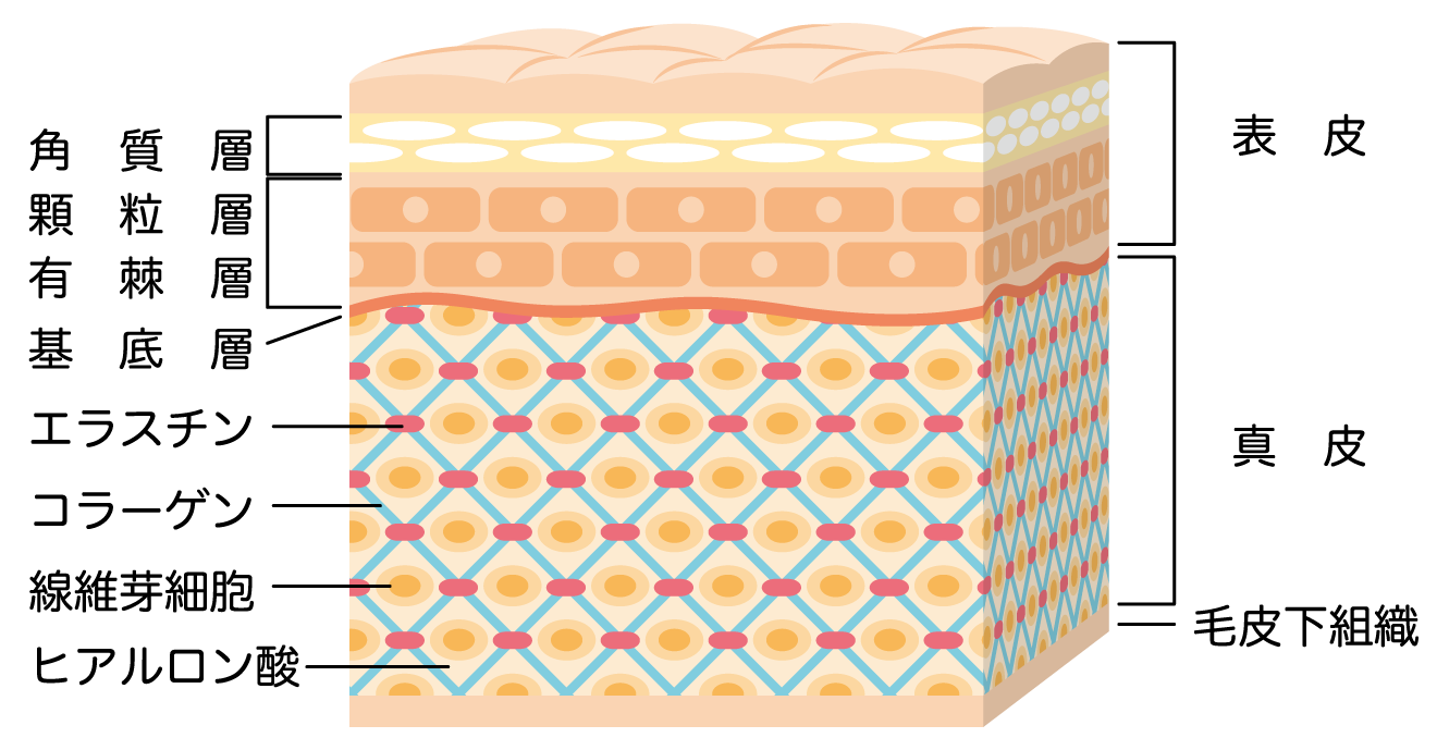 肌の構造